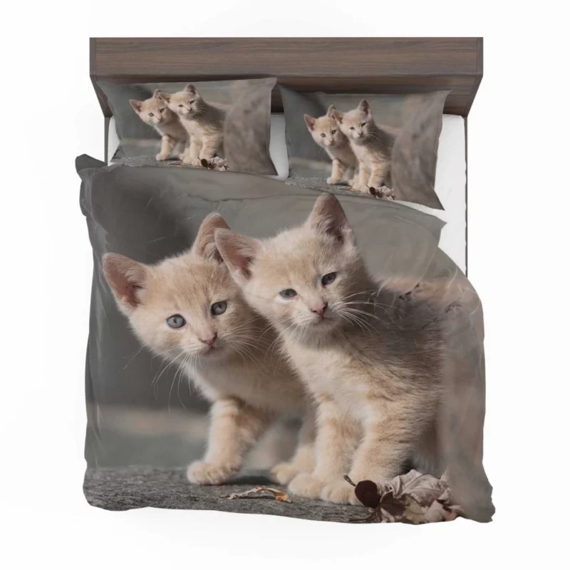 Curious Kitten Cuteness Bedding Set 1