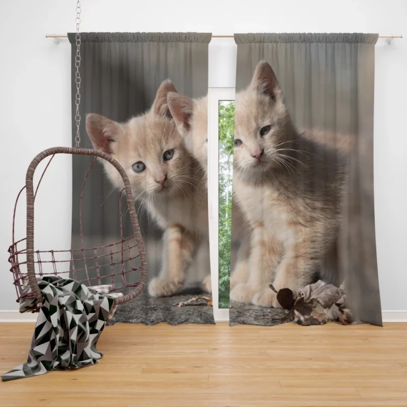 Curious Kitten Cuteness Curtain