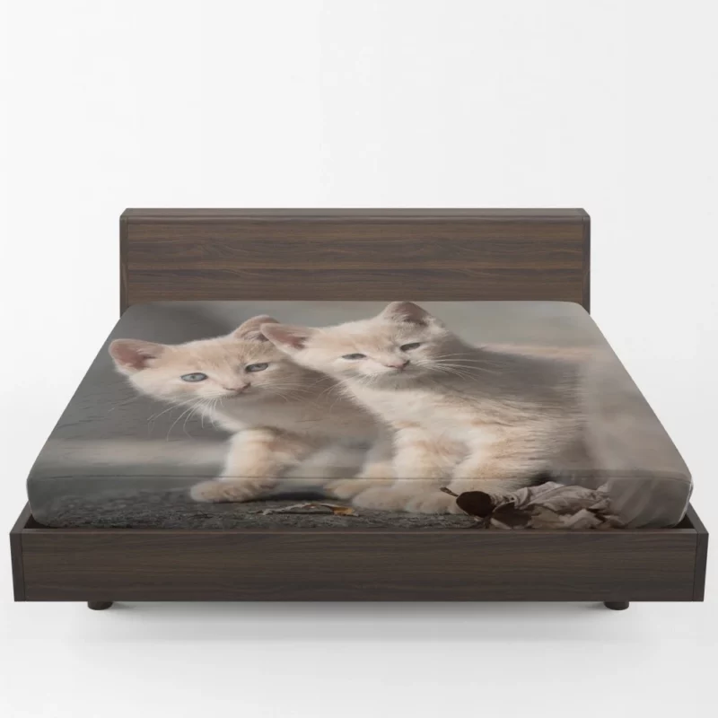 Curious Kitten Cuteness Fitted Sheet