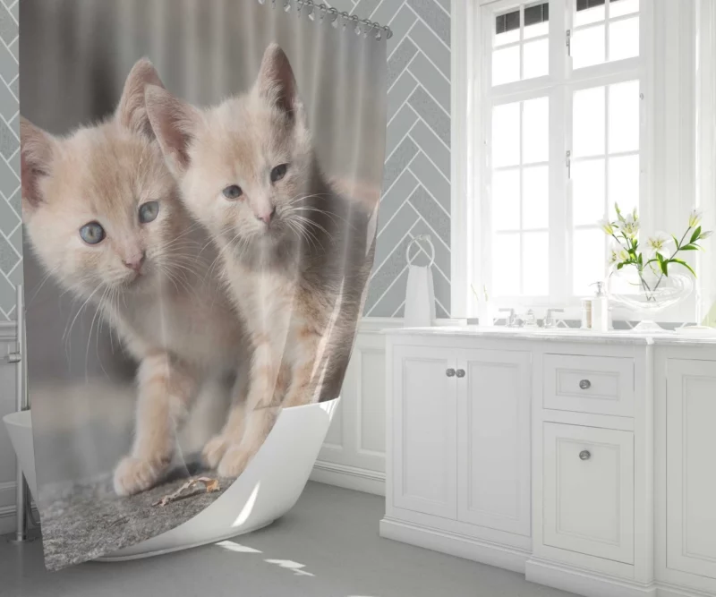 Curious Kitten Cuteness Shower Curtain 1