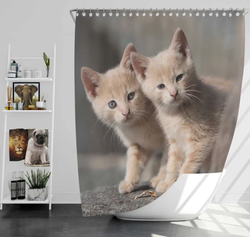 Curious Kitten Cuteness Shower Curtain