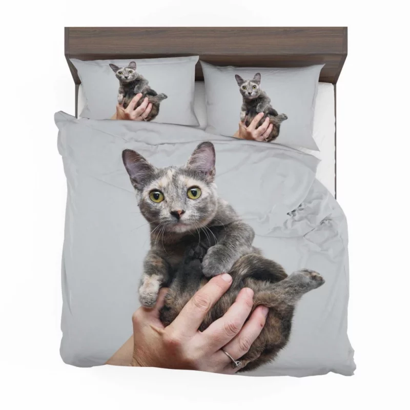 Curious Kitten Innocent Stare Bedding Set 1