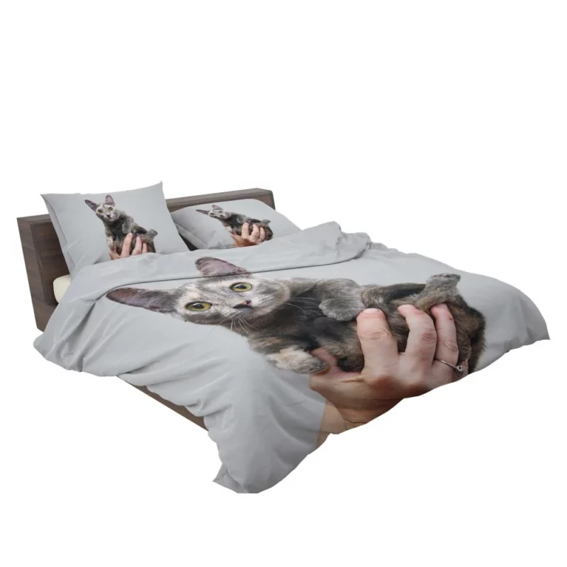 Curious Kitten Innocent Stare Bedding Set 2