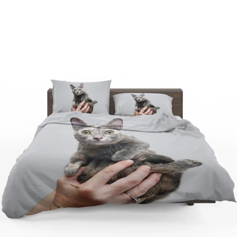 Curious Kitten Innocent Stare Bedding Set