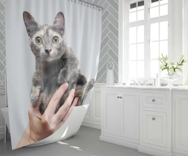 Curious Kitten Innocent Stare Shower Curtain 1