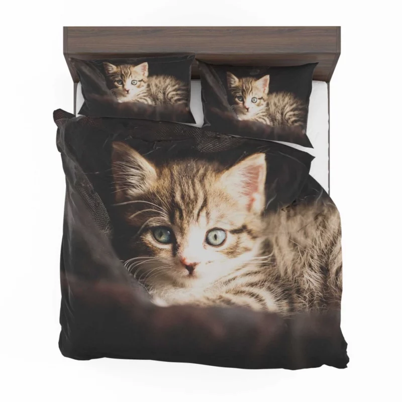 Curious Kitten Mysterious Stare Bedding Set 1