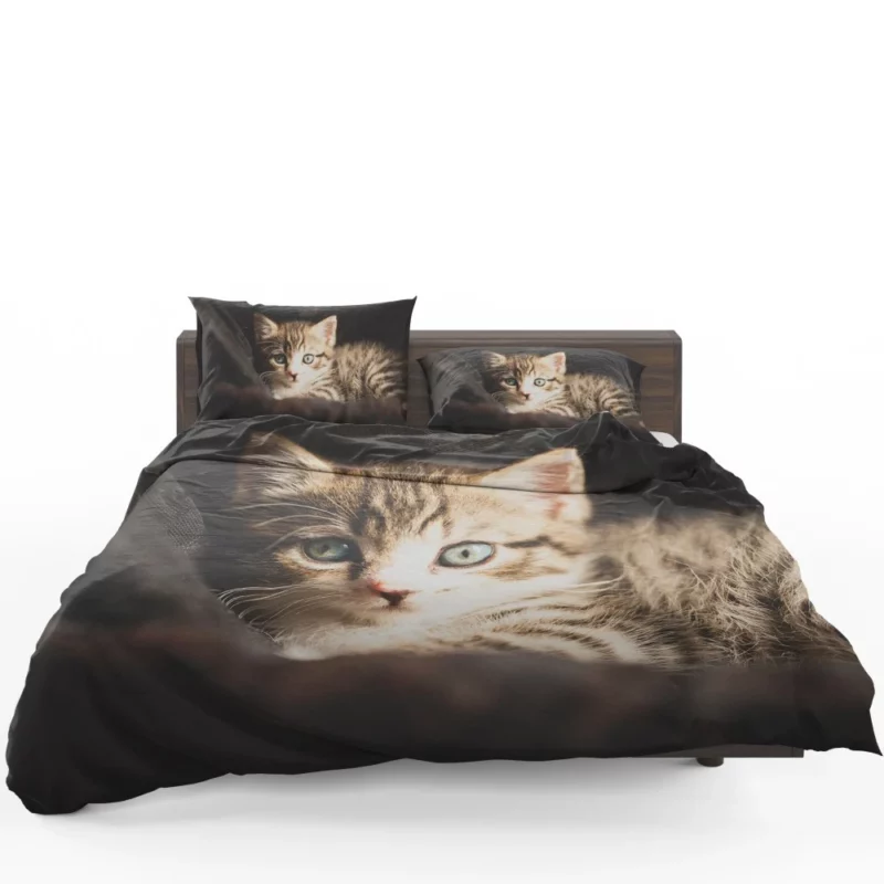 Curious Kitten Mysterious Stare Bedding Set