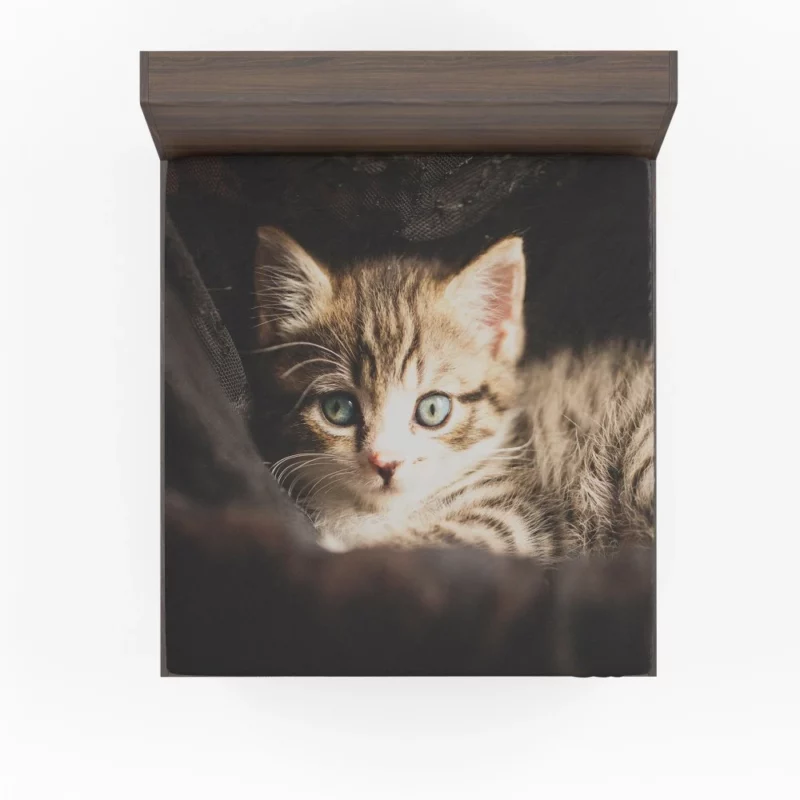 Curious Kitten Mysterious Stare Fitted Sheet 1