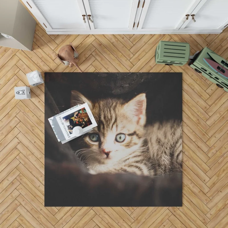 Curious Kitten Mysterious Stare Rug