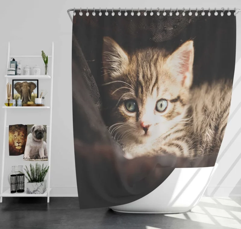 Curious Kitten Mysterious Stare Shower Curtain