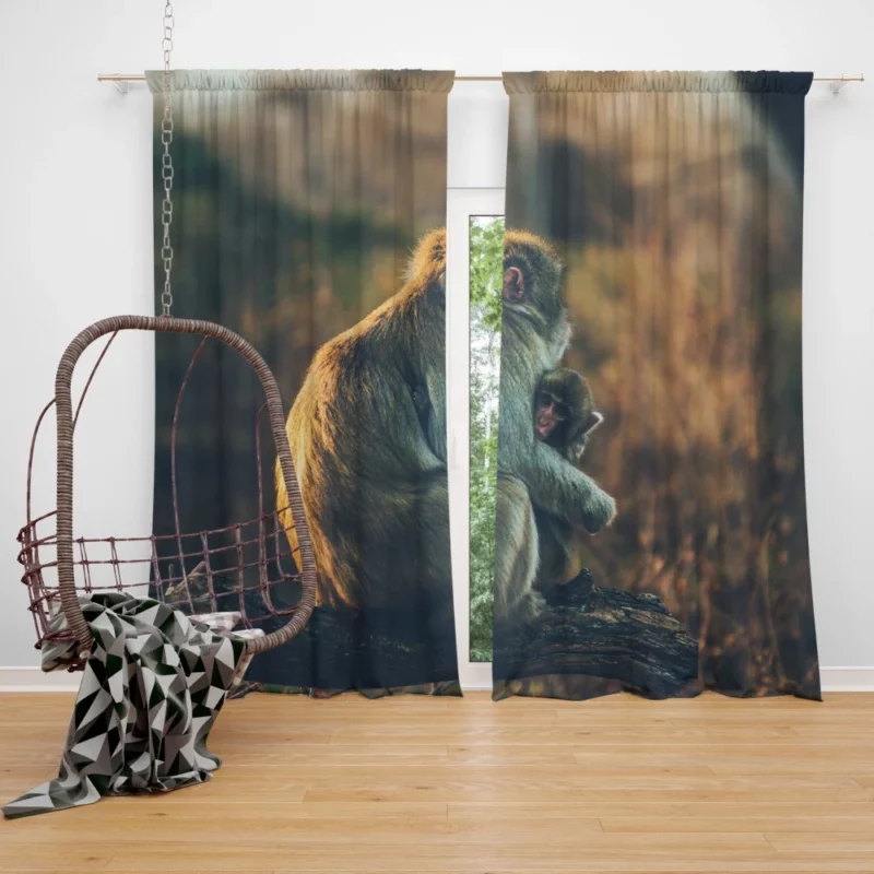 Curious Monkey Primate Wonder Curtain