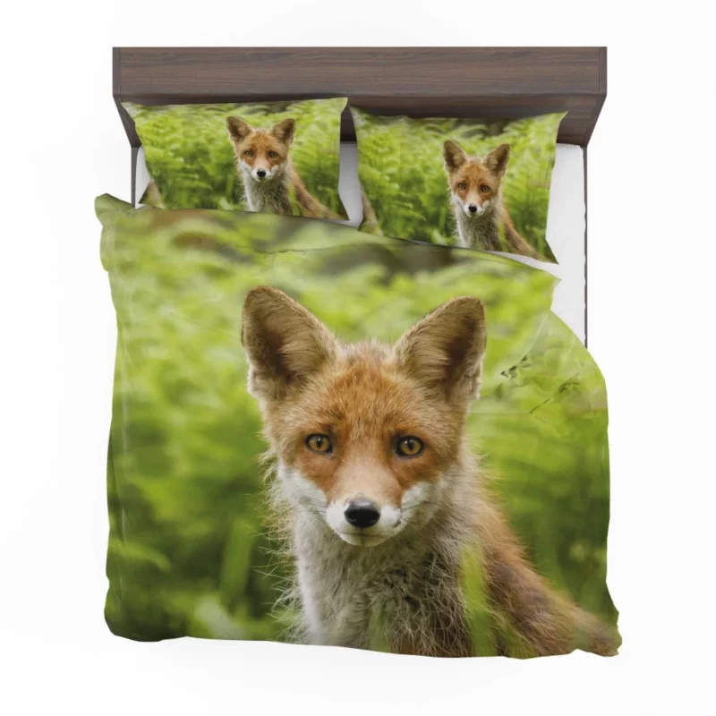 Curious Wilderness Fox Sly Gaze Bedding Set 1