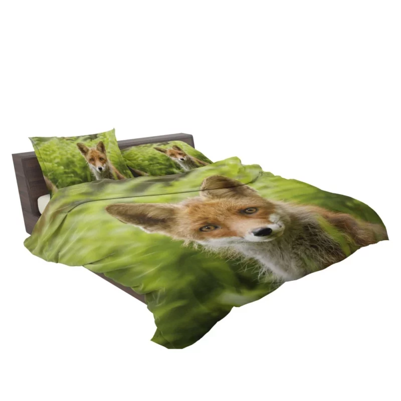 Curious Wilderness Fox Sly Gaze Bedding Set 2