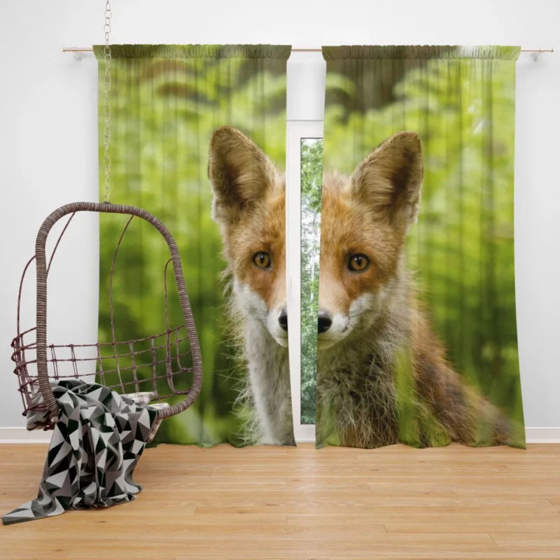 Curious Wilderness Fox Sly Gaze Curtain