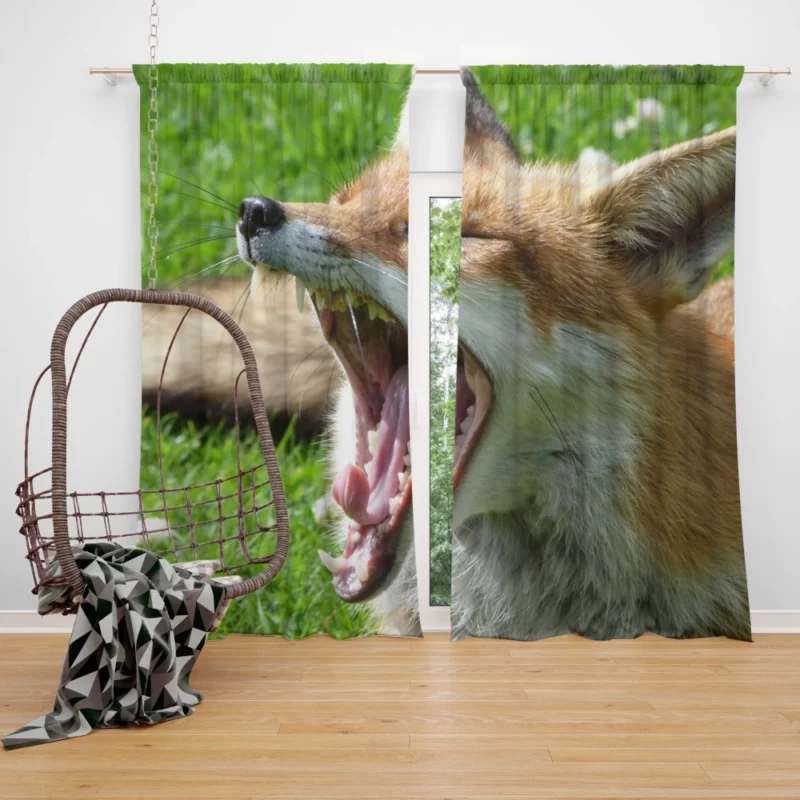 Curious Wilderness Gaze of the Sly Fox Curtain