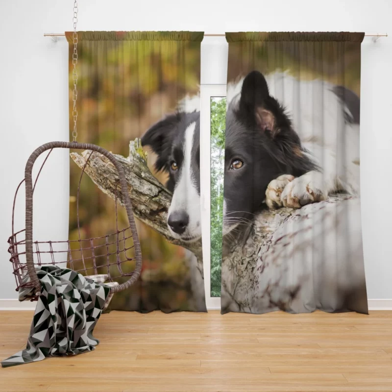 Cute Border Collie Curtain