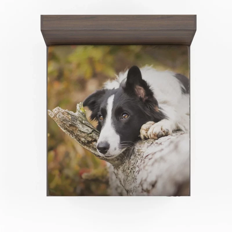 Cute Border Collie Fitted Sheet 1