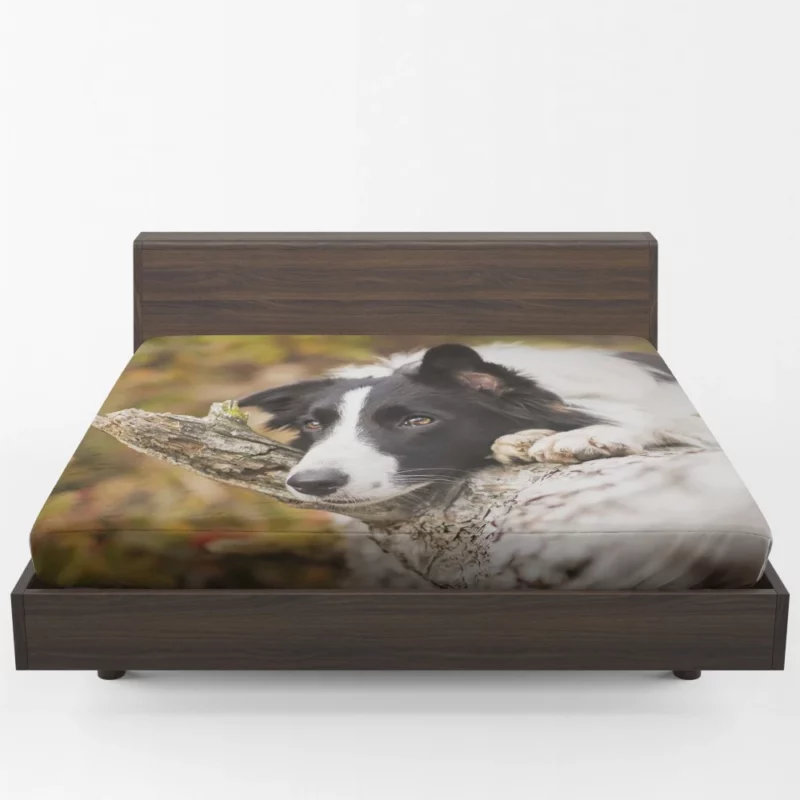 Cute Border Collie Fitted Sheet