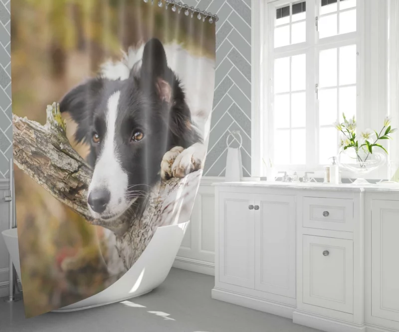 Cute Border Collie Shower Curtain 1