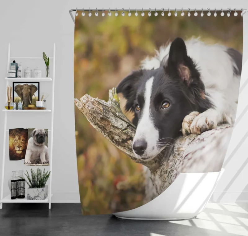 Cute Border Collie Shower Curtain