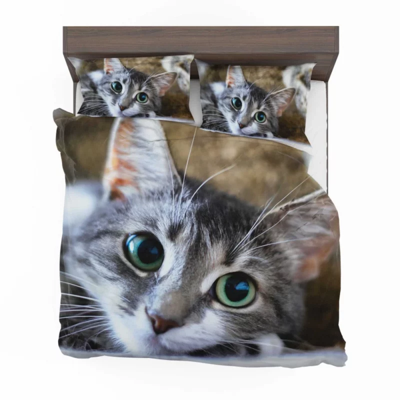 Cute Cat Innocent Stare Feline Charm Bedding Set 1