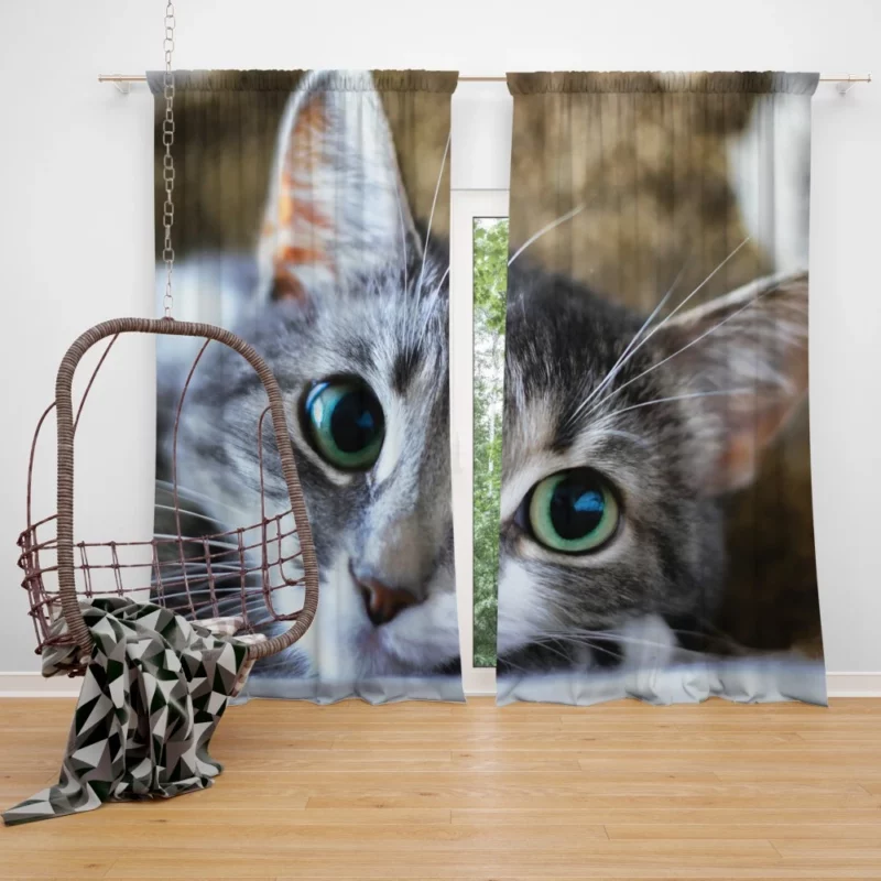 Cute Cat Innocent Stare Feline Charm Curtain