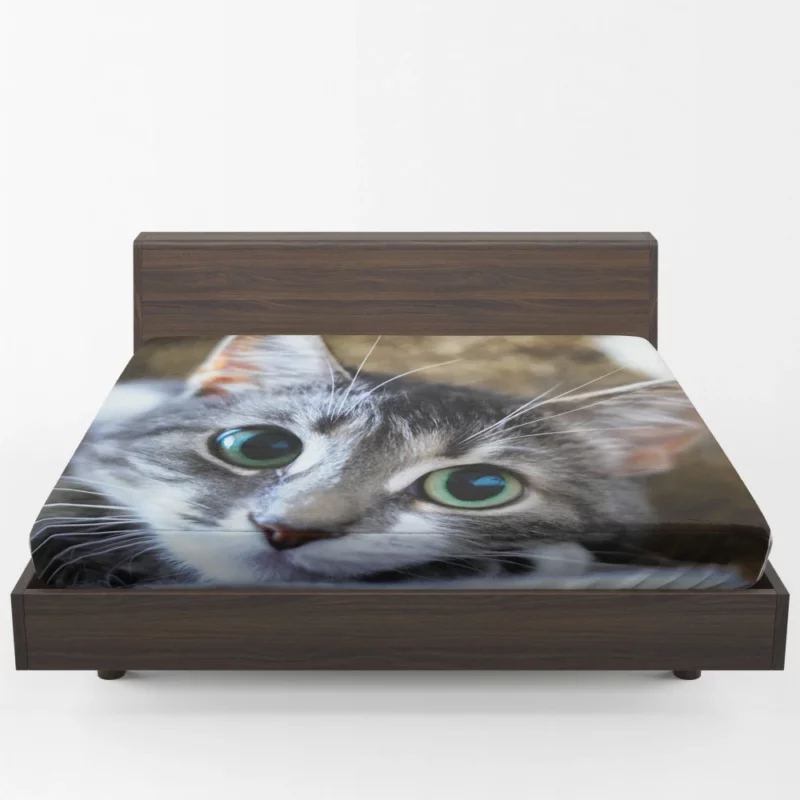 Cute Cat Innocent Stare Feline Charm Fitted Sheet