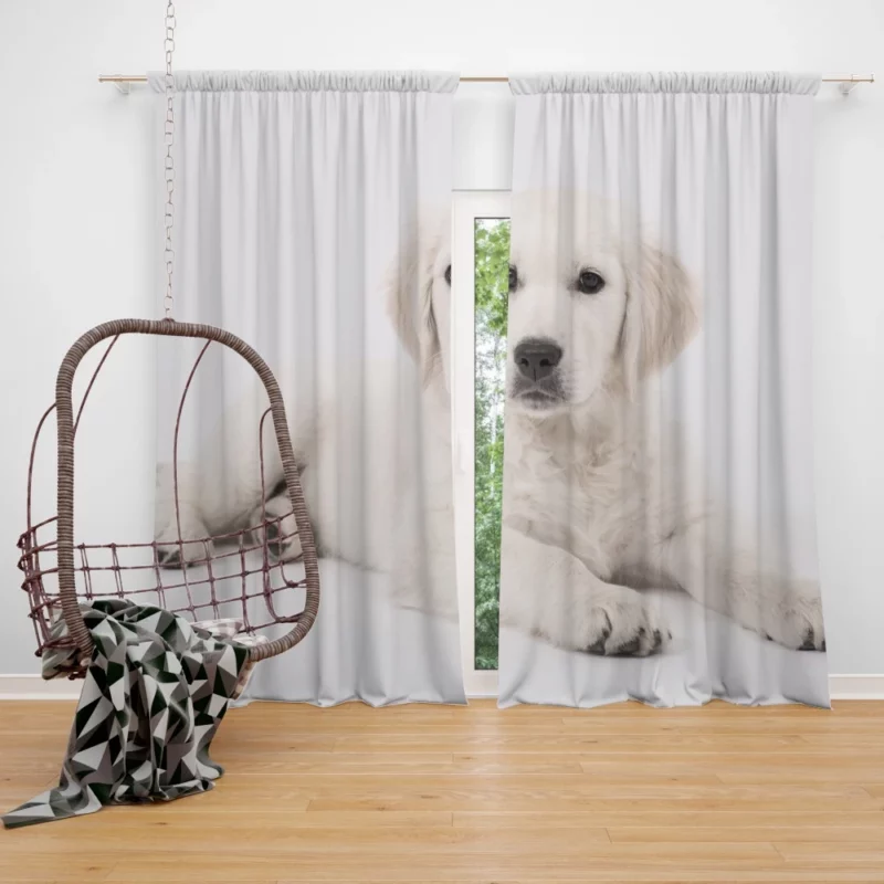 Cute Golden Retriever Pup Innocent Charm Curtain