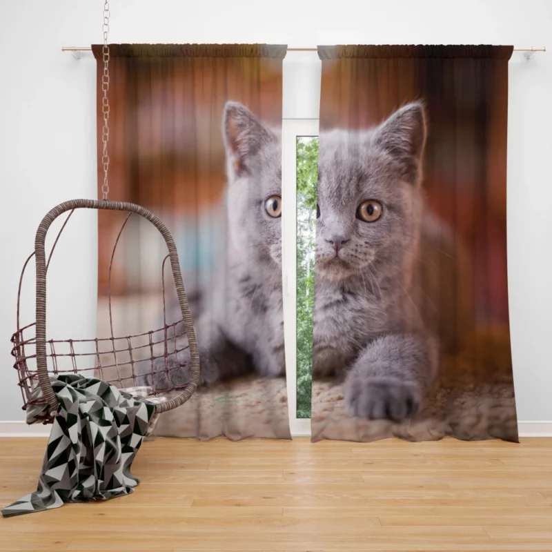 Cute Kitten Endearing Innocence Curtain