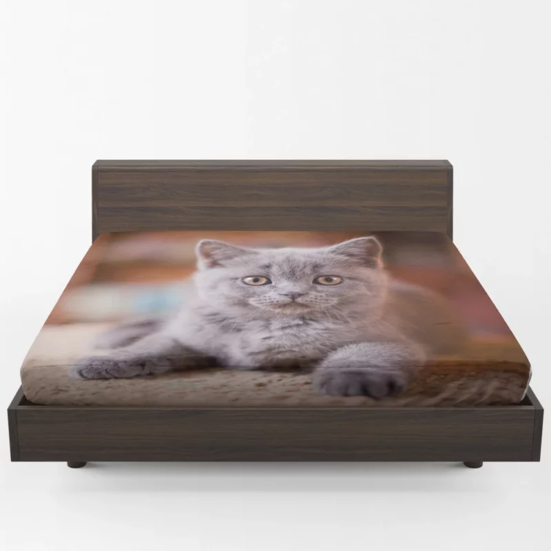 Cute Kitten Endearing Innocence Fitted Sheet