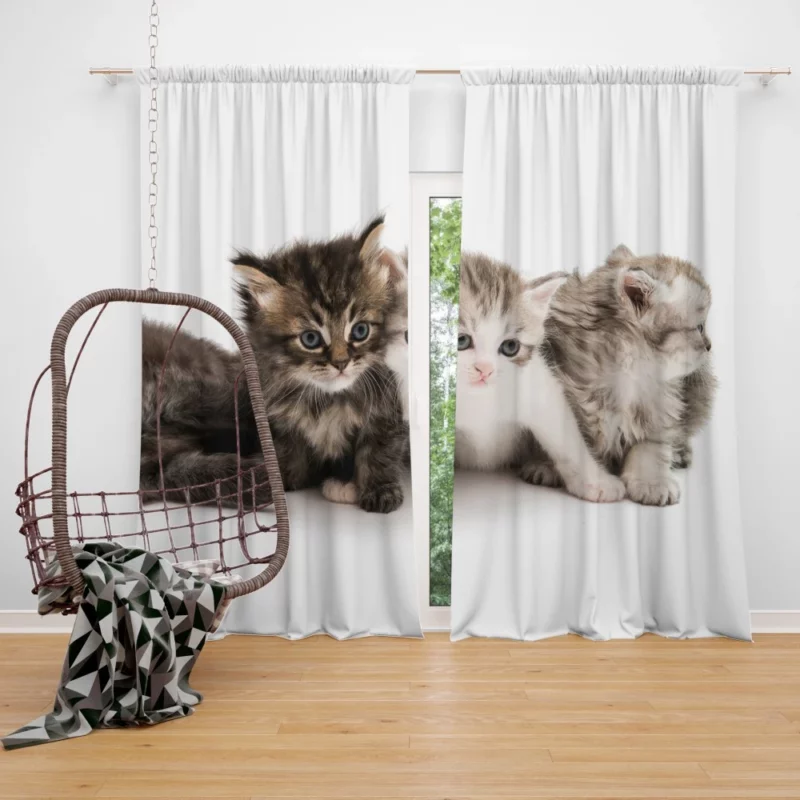 Cute Kittens Innocent Charm Curtain