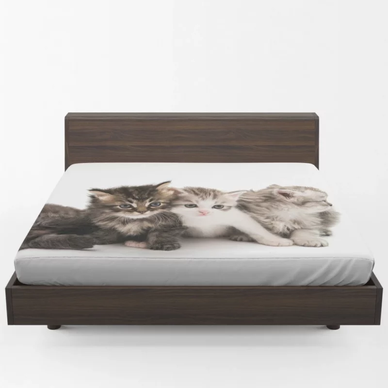 Cute Kittens Innocent Charm Fitted Sheet