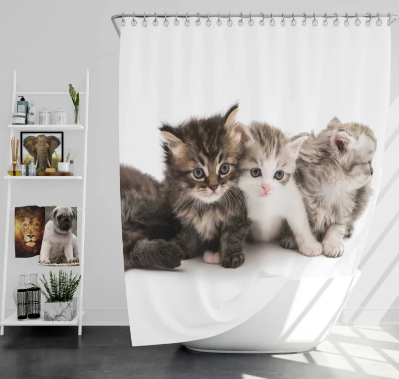 Cute Kittens Innocent Charm Shower Curtain