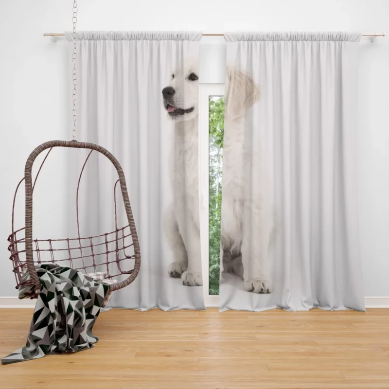 Cute Retriever Puppy Curtain