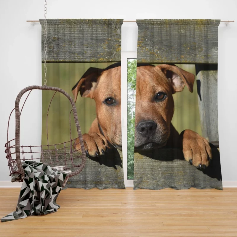 Cute Staffordshire Bull Terrier Dog Delight Curtain