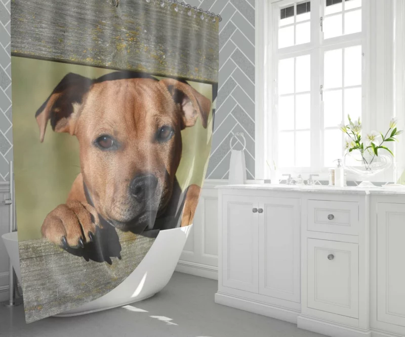 Cute Staffordshire Bull Terrier Dog Delight Shower Curtain 1