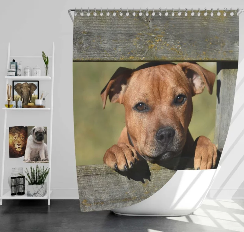 Cute Staffordshire Bull Terrier Dog Delight Shower Curtain