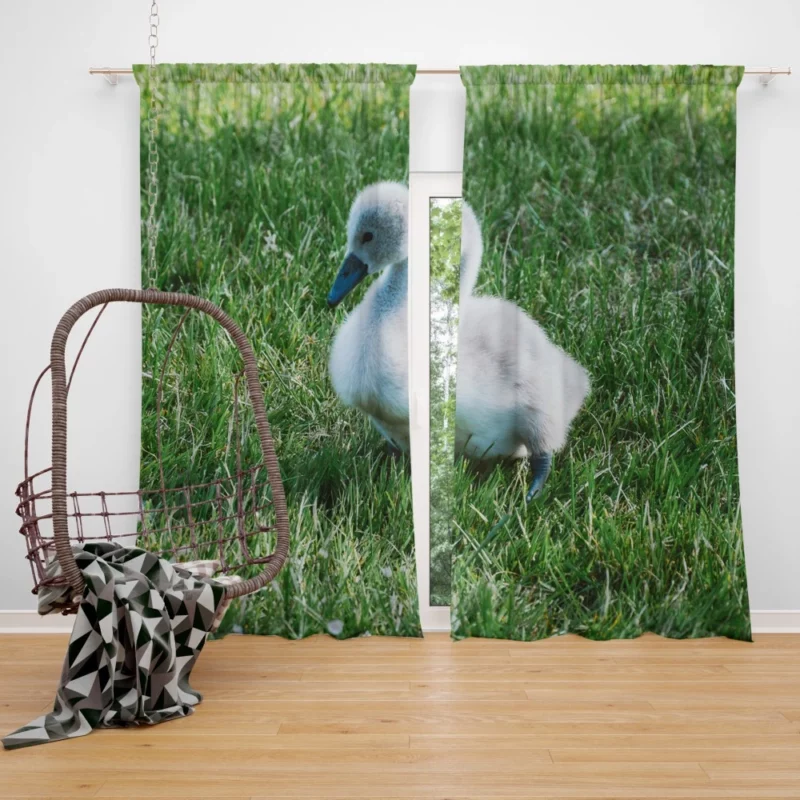 Cute Swan Cygnet Graceful Innocence Curtain