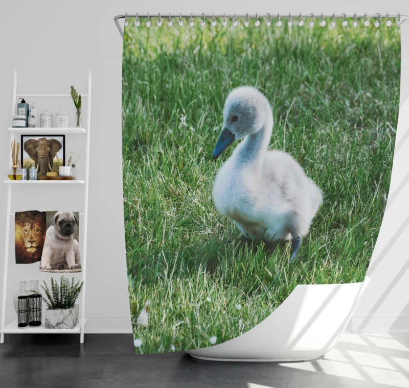 Cute Swan Cygnet Graceful Innocence Shower Curtain