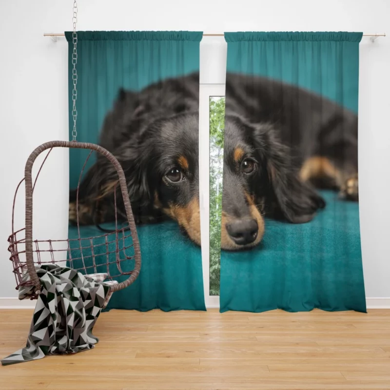 Dachshund Adorable Charm Furry Curiosity Curtain