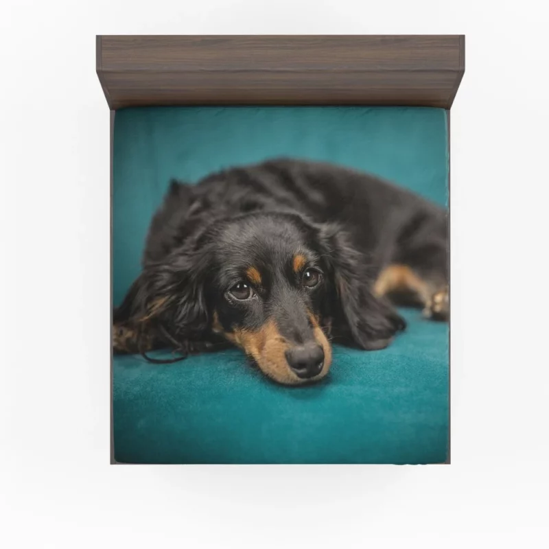 Dachshund Adorable Charm Furry Curiosity Fitted Sheet 1