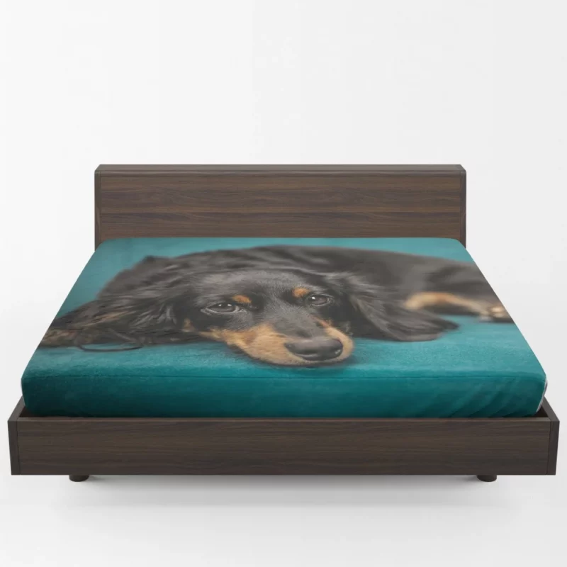 Dachshund Adorable Charm Furry Curiosity Fitted Sheet