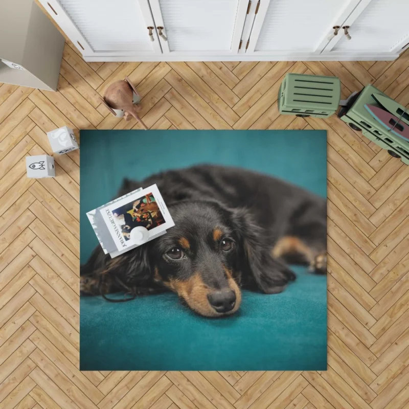 Dachshund Adorable Charm Furry Curiosity Rug