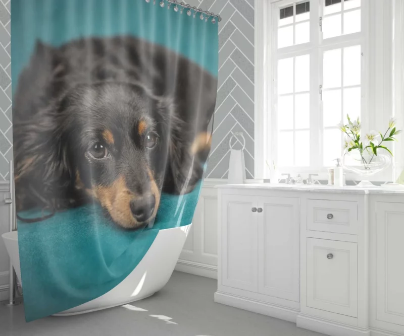 Dachshund Adorable Charm Furry Curiosity Shower Curtain 1