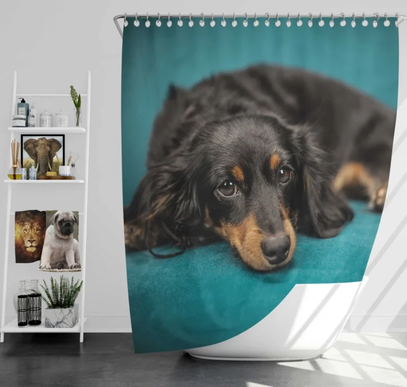 Dachshund Adorable Charm Furry Curiosity Shower Curtain