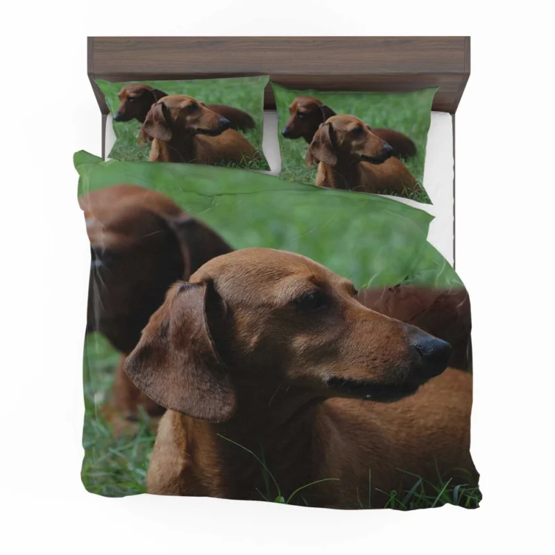 Dachshund Curious Exploration Bedding Set 1