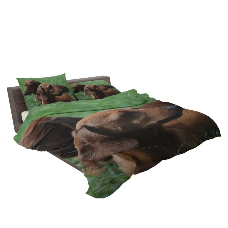 Dachshund Curious Exploration Bedding Set 2