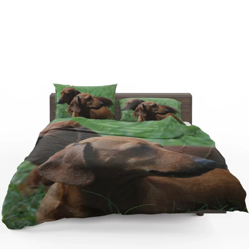 Dachshund Curious Exploration Bedding Set