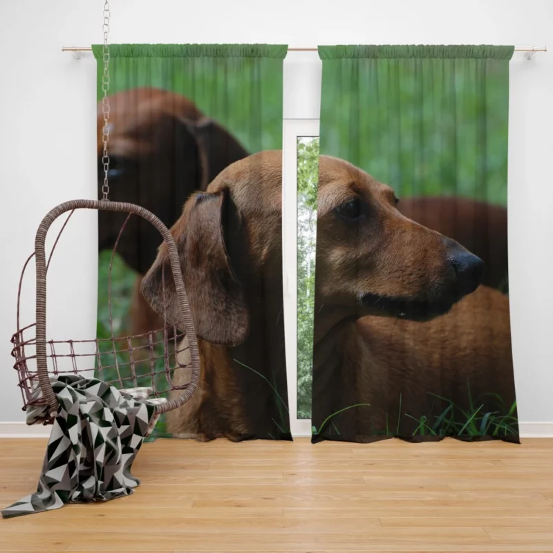 Dachshund Curious Exploration Curtain