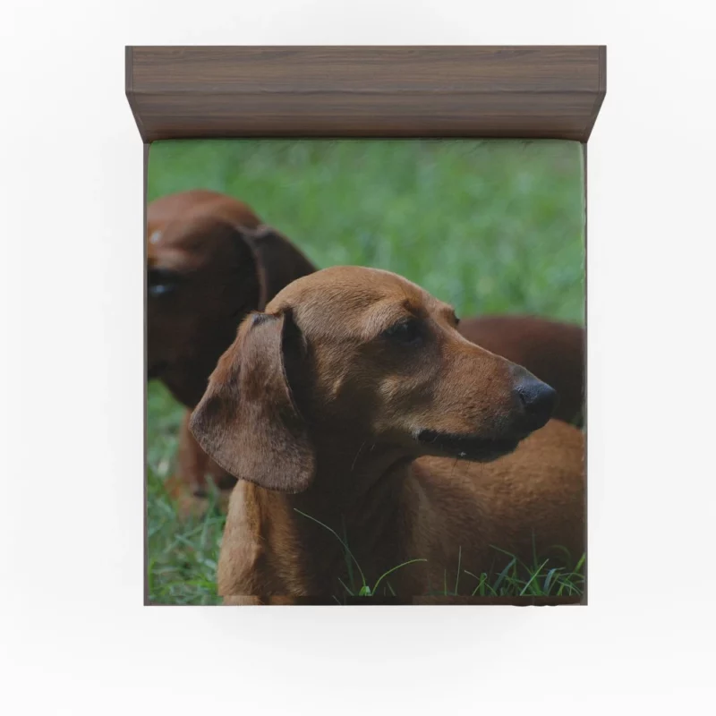 Dachshund Curious Exploration Fitted Sheet 1